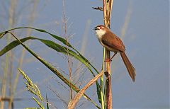 Yellow-eyed Babbler